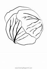Cabbage 1 Coloring Page For Kids  Free Printable sketch template