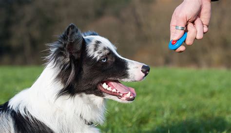 Does Clicker Training For Dogs Really Work? The Shot Spot - Dallas, TX