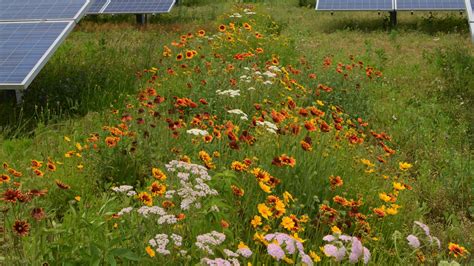 Perdue Farms' solar field pollinator habitat blooms for first time