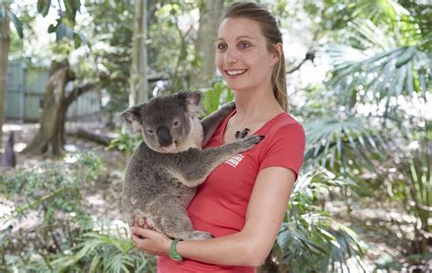 Koala Sanctuary, Brisbane, QLD 123957 cTourism Australia – The Budget ...