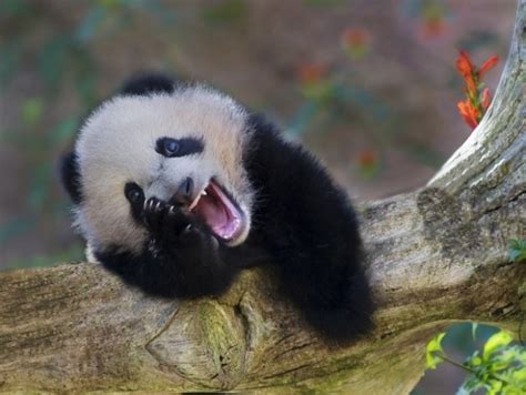 7 Of The Cutest Animal Smiles Ever - The Dodo