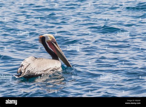 Smallest of the nine pelican species hi-res stock photography and ...