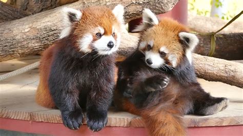 The Red Panda couple like to rest in the sunlightz,