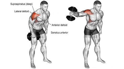 Best Dumbbell Shoulder Exercises & Workouts For Mass