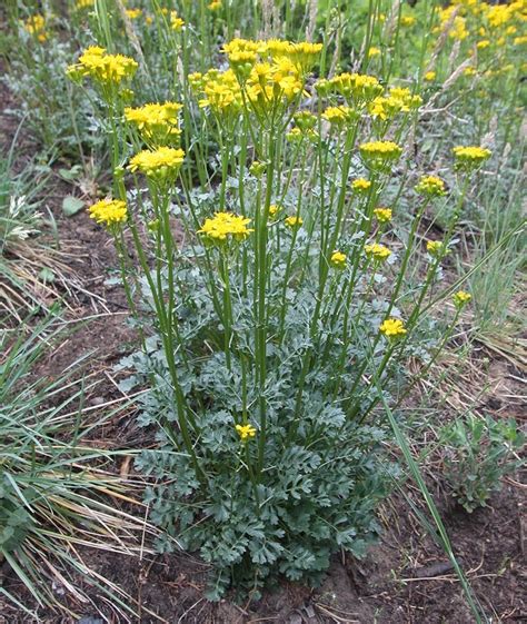 groundsel | Plants, Nature, Outdoor