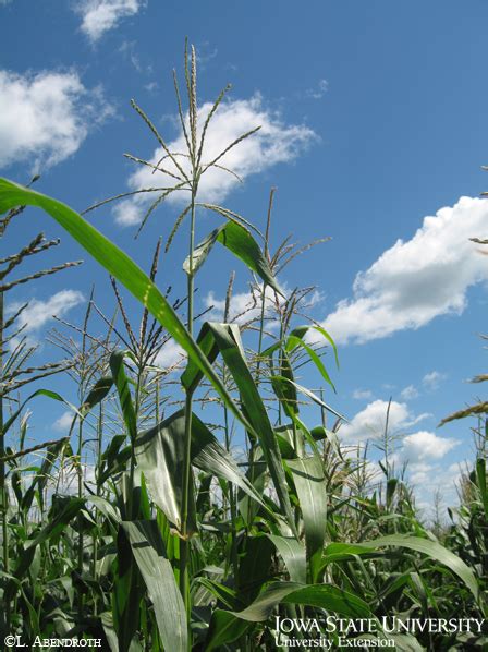 Corn Growth Stages | Integrated Crop Management