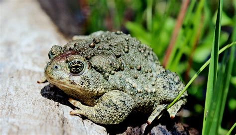 Genetic bottleneck stymies endangered Wyoming toad survival - Futurity