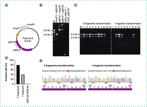 Site-directed mutagenesis in an 8.3 kb plasmid with direct transform ...