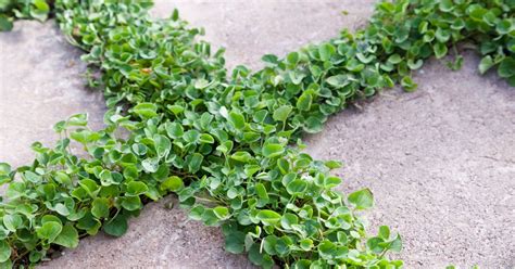 Discover The Perks Of Growing Dichondra Grass Instead Of A Traditional ...