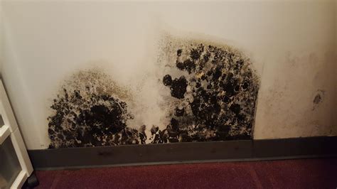 Black Mold Removal Cost – Last Call At The Oasis