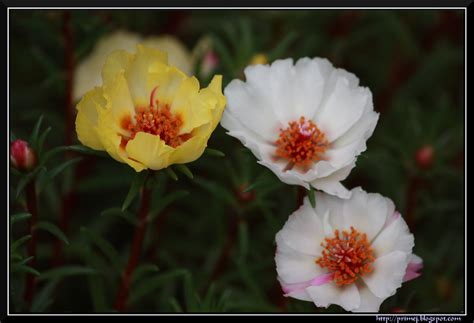 Prime Photos: Lalbagh Flower Show - August 2011