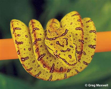 Green Tree Python Care - Reptiles Magazine