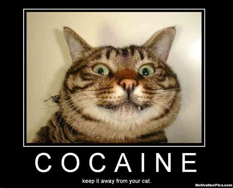 Cocaine is not for cats : r/Demotivational