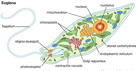 Euglena Viridis: Habitat, Structure and Locomotion | Protozoa