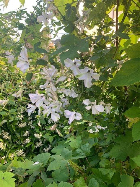 Clematis viticella 'Alba Luxurians' - PictureThis