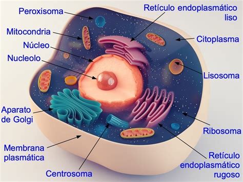 teoría Relajante burlarse de todos los nombres de la celula animal Condensar Incomodidad arena