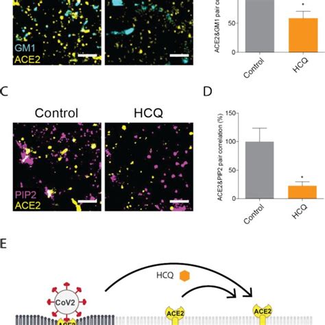 (PDF) Hydroxychloroquine: Mechanism of action inhibiting SARS-CoV2 entry.