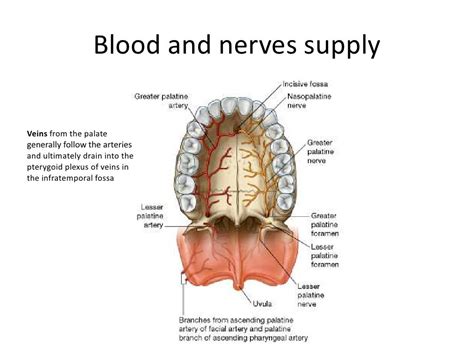 Anatomy and histology of palate