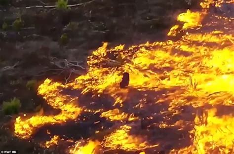 Amazon forest fires can be seen from SPACE: Wild blazes that are ...