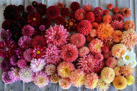 How to Grow Dahlias - Floret Flowers