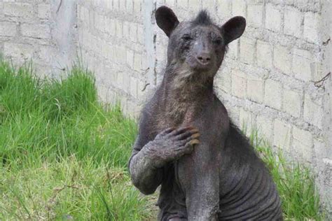 World's saddest bear finally finds happiness after 14-year hell in Peruvian zoo