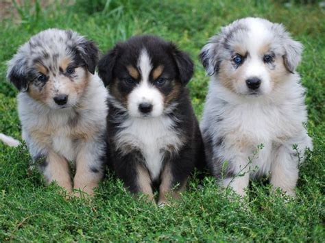 Complete Guide of Mini Australian Shepherd - Facts You Need to Know ...