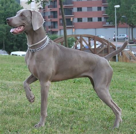 Weimaraner. | Cani da caccia, Animali, Cani