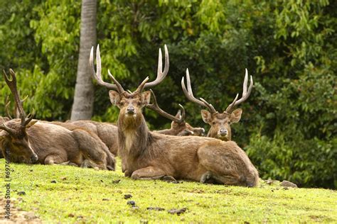 Rusa deer Stock Photo | Adobe Stock