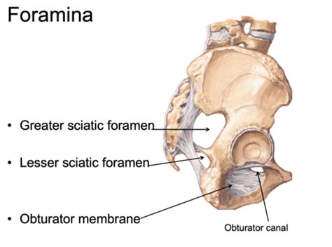 Sciatic Notch