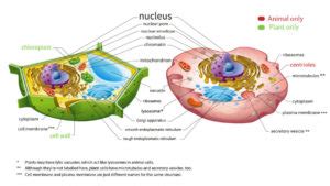 8 Interesting Difference between Plant and Animal Vacuole with Pictures ...