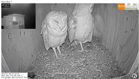 Barn Owl Cams - 2024