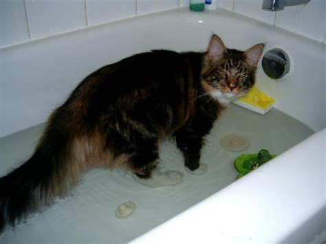 Maine Coon Grooming Tips – Maine Coon Admirer