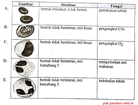 Hubungan yang tepat antara gambar, struktur, dan fungsi jaringan darah ...