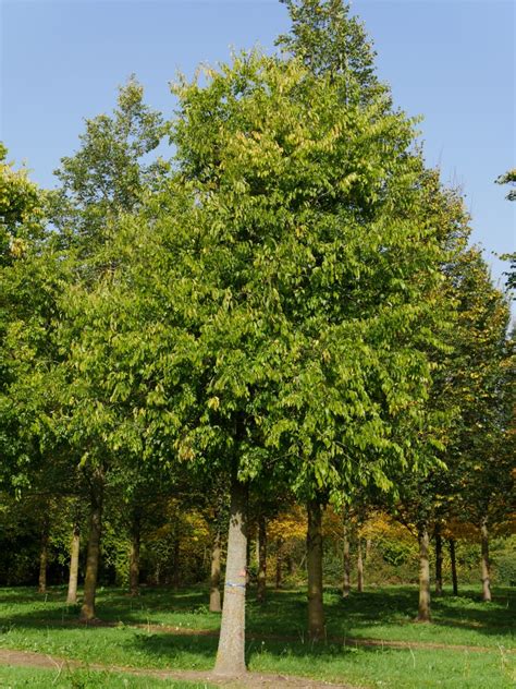 Celtis occidentalis | North American hackberry, Nettle tree - Van den Berk Nurseries