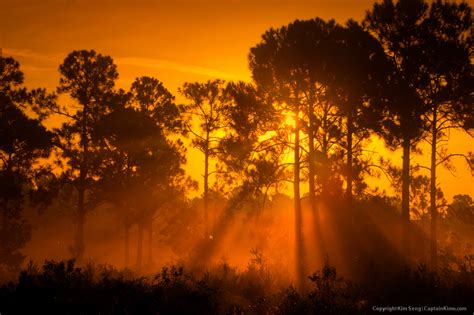 Misty Morning Sunrise at Pine Forest Jupiter Farms Florida | HDR Photography by Captain Kimo