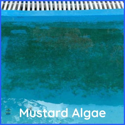 Mustard Algae Or Sand - How To Know (with Pictures) | The Poolside Guide