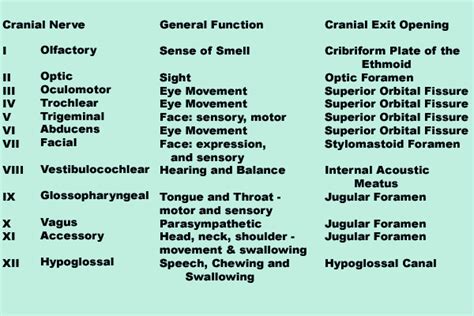 Cranial nerves,functions and their exit routes from skull | Master Of Medicine