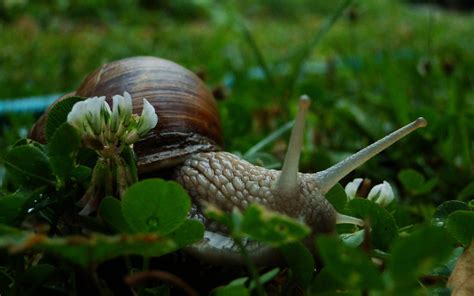 A Snail In Garden | Snails in garden, Snail, Garden