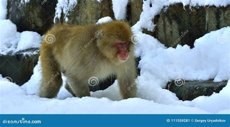 Snow Monkey in Snow. Winter Season Stock Image - Image of outdoor, cold: 111559281