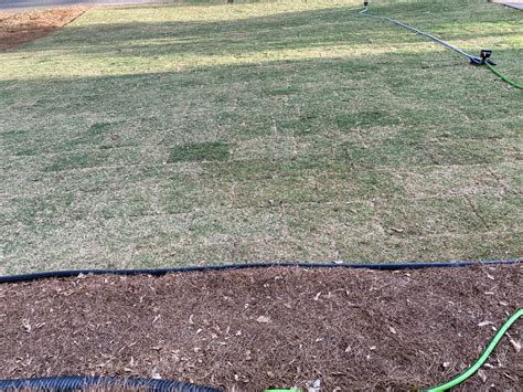 How is my sod doing? | Lawn Care Forum