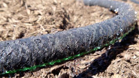 Is it safe to use a soaker hose in my veggie garden? | Grist