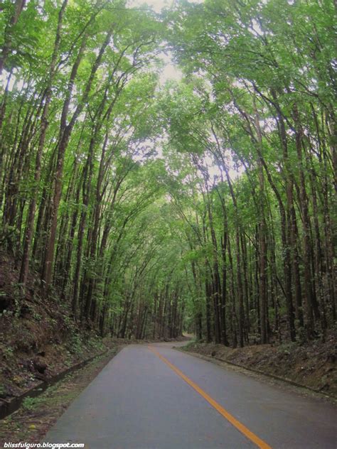 BOHOL: Man-Made Forest - blissfulguro