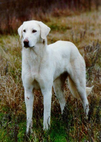 Colorado Great Pyrenees Rescue Community: Our Friend the Akbash