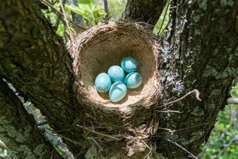 Song thrush: call, eggs & nest - Plantura