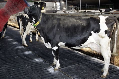 Ketosis in dairy cows: do’s and don’ts - Dairy Global