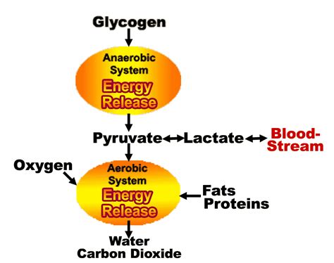 Lactate testing for triathlon training, Why is lactate different from ...