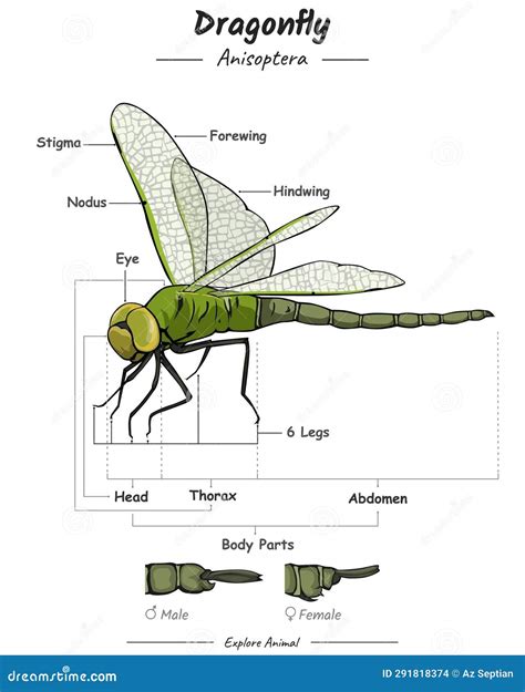 Dragonfly External Anatomy stock vector. Illustration of font - 291818374