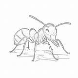 Página Para Colorear De Hormigas Gratis  Páginas Mimi Panda⁤ sketch template