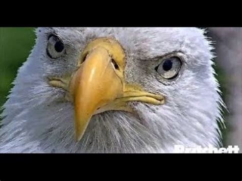 Eagle Cam Watch: Bald Eagles Await Hatching of Final Egg - YouTube