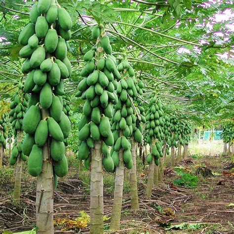 Papaya (Carica papaya) tropical fruit live tree 24"-36" LARGE SIZE | eBay